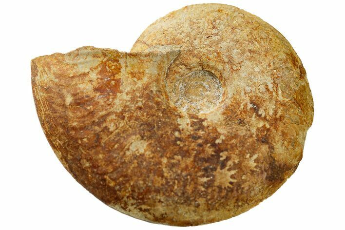 Jurassic Fossil Ammonite (Leioceras) - Dorset, England #189624